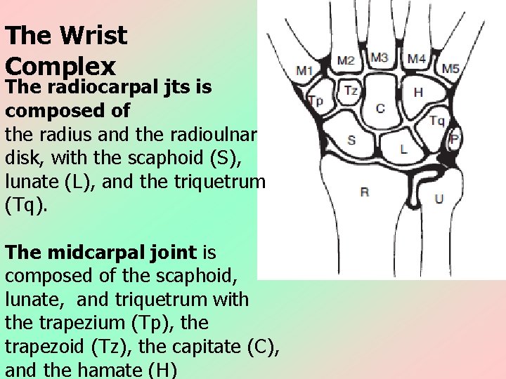 The Wrist Complex The radiocarpal jts is composed of the radius and the radioulnar