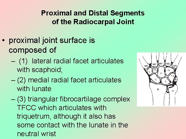 Proximal and Distal Segments of the Radiocarpal Joint • proximal joint surface is composed