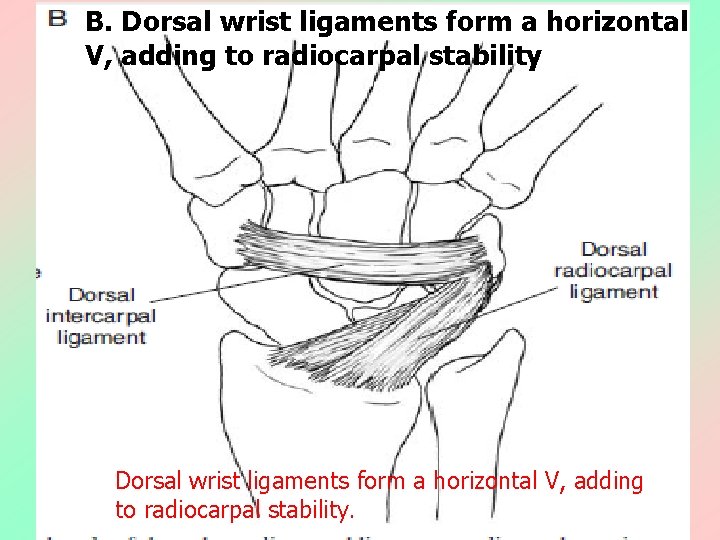 B. Dorsal wrist ligaments form a horizontal V, adding to radiocarpal stability. 