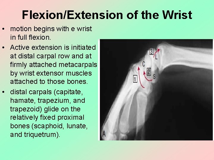 Flexion/Extension of the Wrist • motion begins with e wrist in full flexion. •