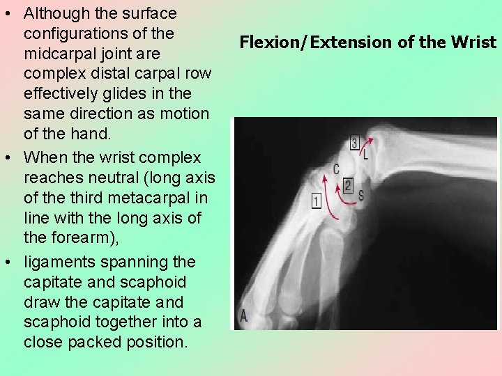  • Although the surface configurations of the midcarpal joint are complex distal carpal