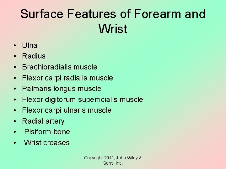 Surface Features of Forearm and Wrist • • • Ulna Radius Brachioradialis muscle Flexor