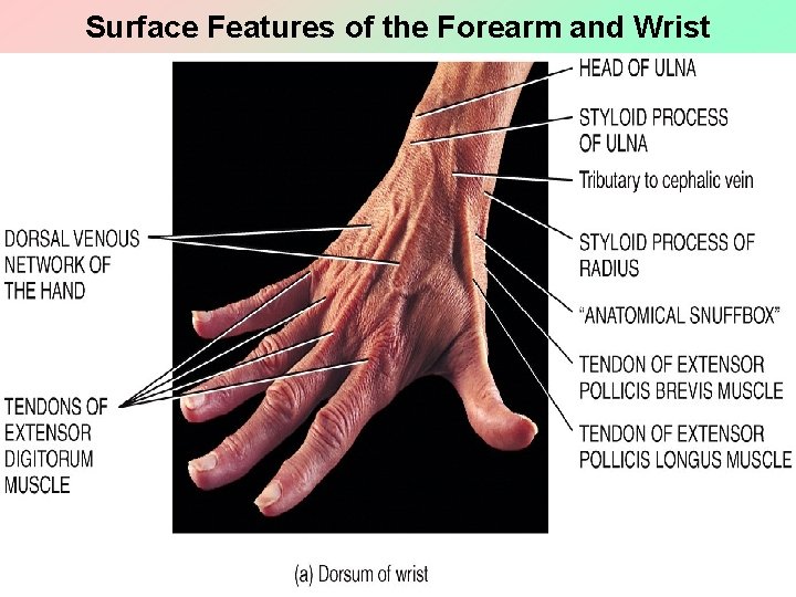 Surface Features of the Forearm and Wrist Copyright 2011, John Wiley & Sons, Inc.