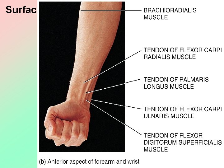 Surface Features of the Forearm and Wrist Copyright 2011, John Wiley & Sons, Inc.