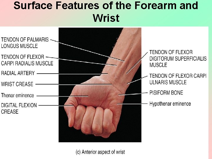 Surface Features of the Forearm and Wrist Copyright 2011, John Wiley & Sons, Inc.