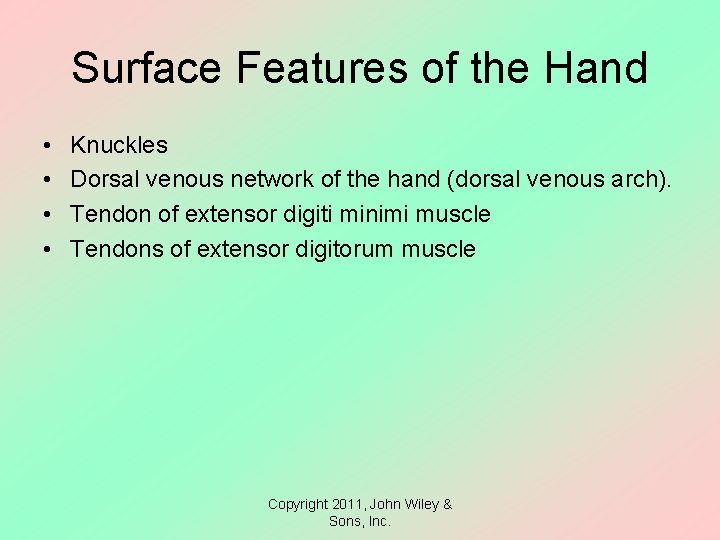 Surface Features of the Hand • • Knuckles Dorsal venous network of the hand