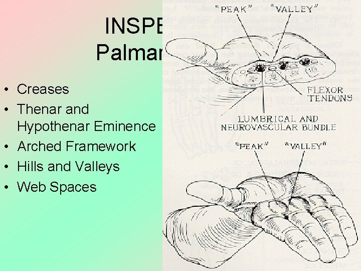 INSPECTION Palmar Surface • Creases • Thenar and Hypothenar Eminence • Arched Framework •