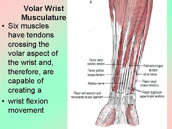 Volar Wrist Musculature • Six muscles have tendons crossing the volar aspect of the