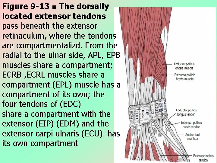 Figure 9 -13 ■ The dorsally located extensor tendons pass beneath the extensor retinaculum,