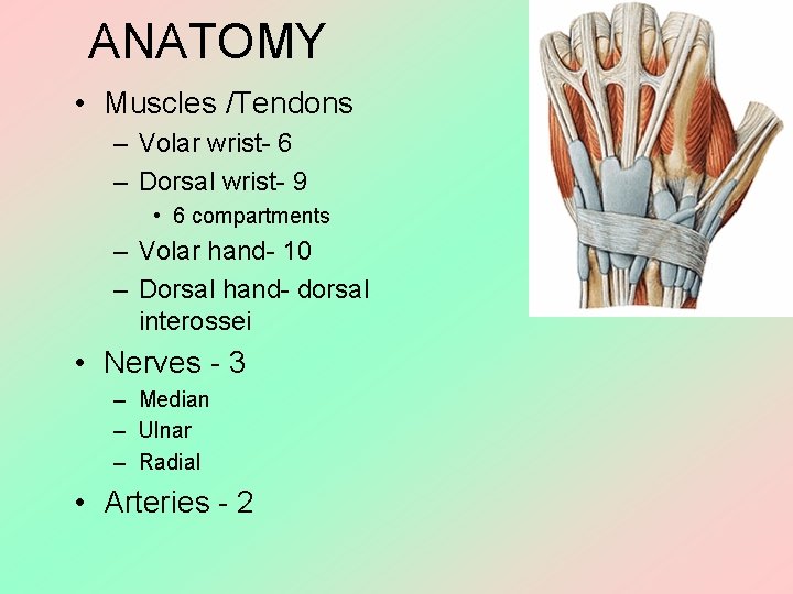 ANATOMY • Muscles /Tendons – Volar wrist- 6 – Dorsal wrist- 9 • 6