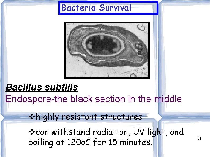 Bacteria Survival Bacillus subtilis Endospore-the black section in the middle highly resistant structures can