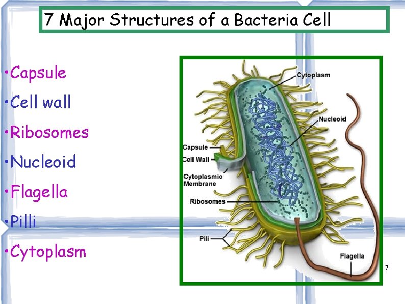 7 Major Structures of a Bacteria Cell • Capsule • Cell wall • Ribosomes