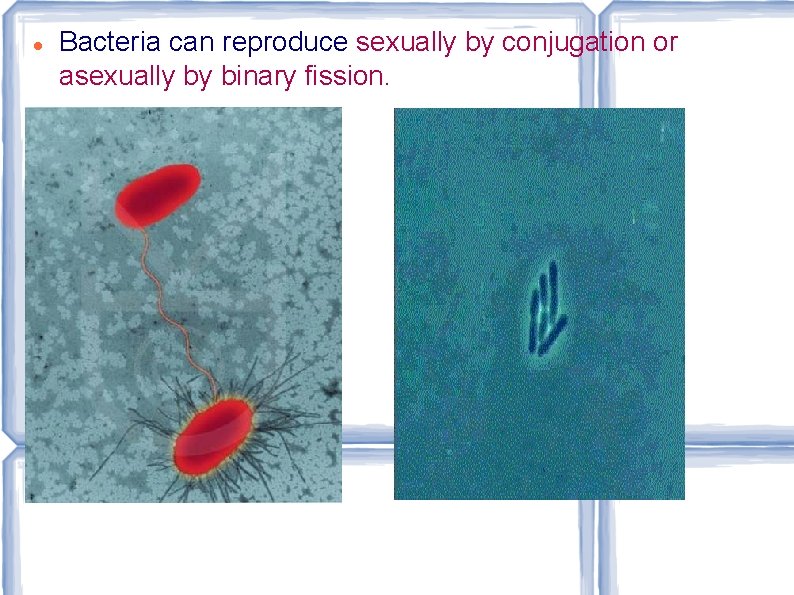 Bacteria can reproduce sexually by conjugation or asexually by binary fission. 