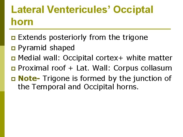 Lateral Ventericules’ Occiptal horn Extends posteriorly from the trigone p Pyramid shaped p Medial