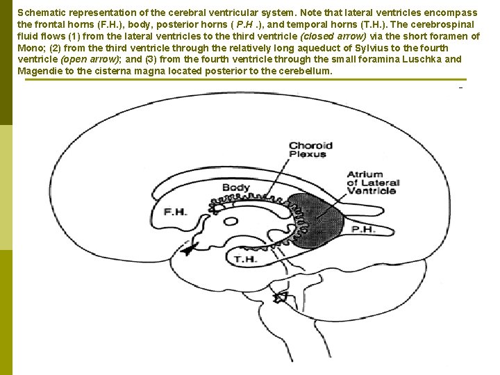 Schematic representation of the cerebral ventricular system. Note that lateral ventricles encompass the frontal