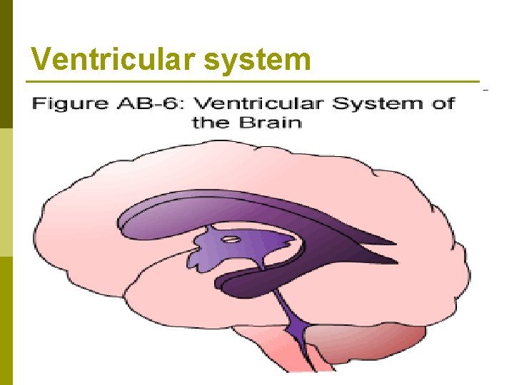 Ventricular system 