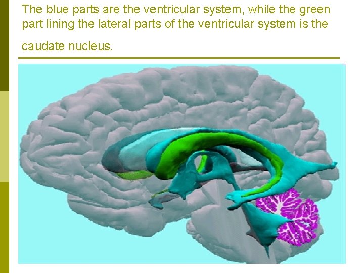 The blue parts are the ventricular system, while the green part lining the lateral