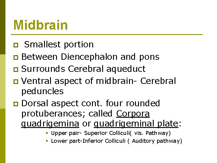 Midbrain Smallest portion p Between Diencephalon and pons p Surrounds Cerebral aqueduct p Ventral