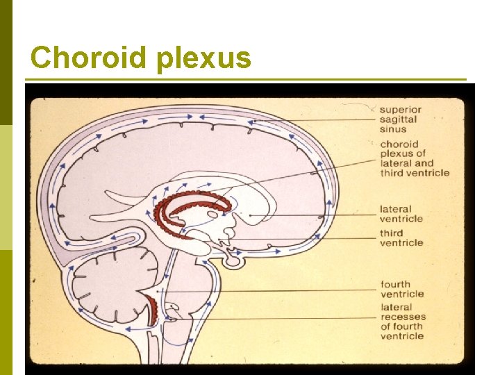 Choroid plexus 