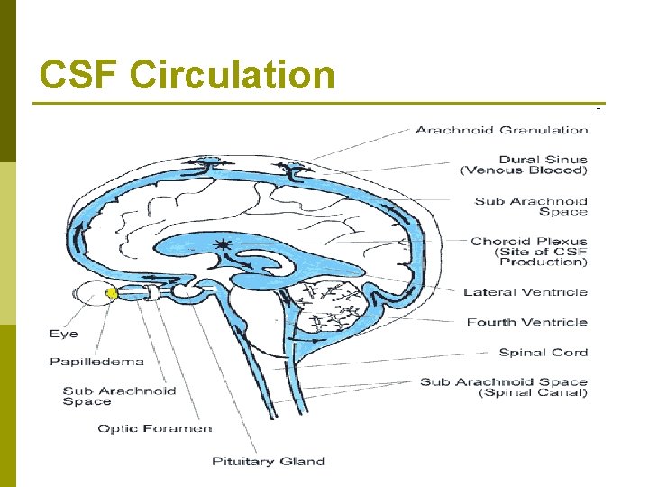 CSF Circulation 