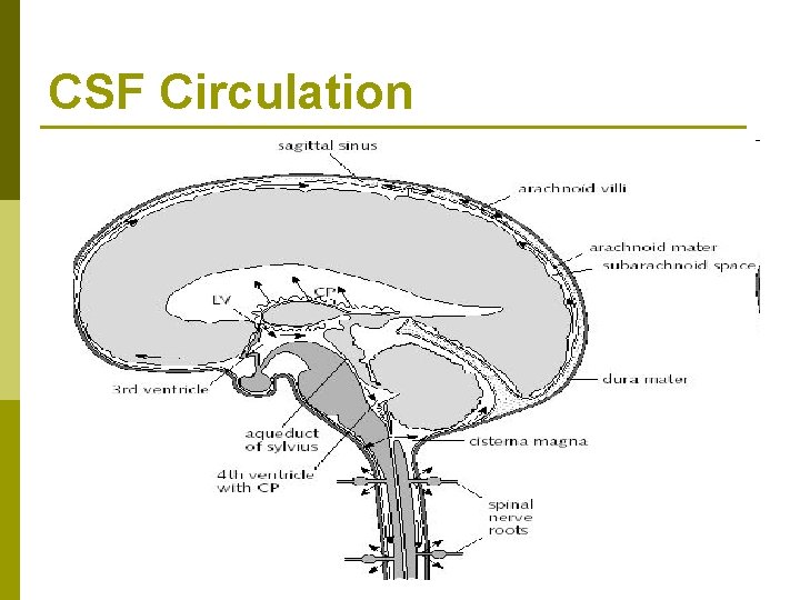 CSF Circulation 