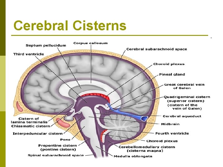 Cerebral Cisterns 