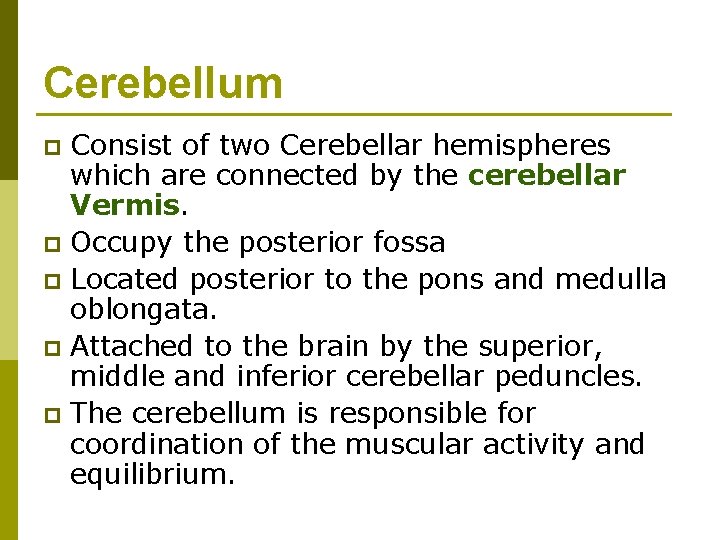 Cerebellum Consist of two Cerebellar hemispheres which are connected by the cerebellar Vermis. p