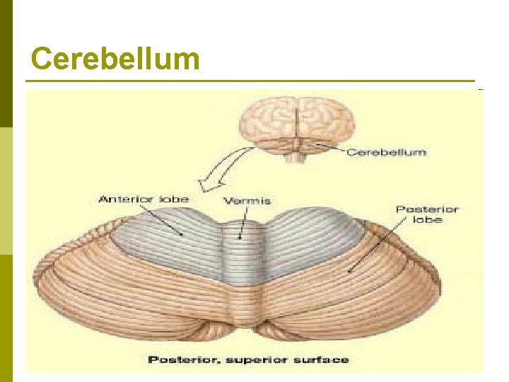 Cerebellum 