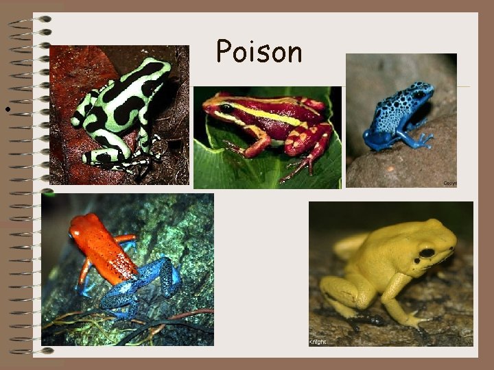 Poison • 