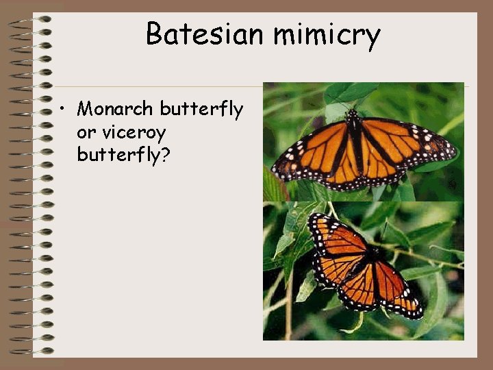 Batesian mimicry • Monarch butterfly or viceroy butterfly? 