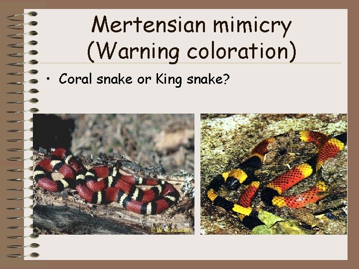 Mertensian mimicry (Warning coloration) • Coral snake or King snake? 