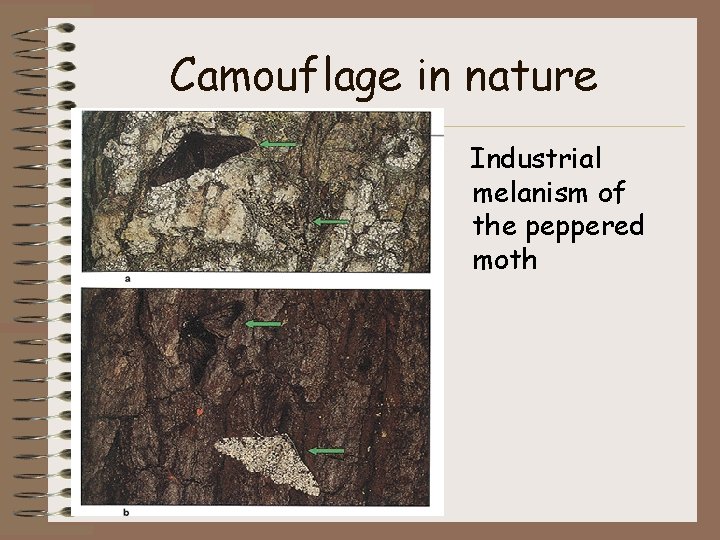 Camouflage in nature Industrial melanism of the peppered moth 