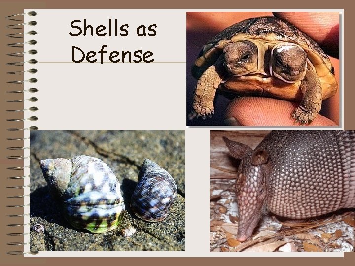 Shells as Defense 
