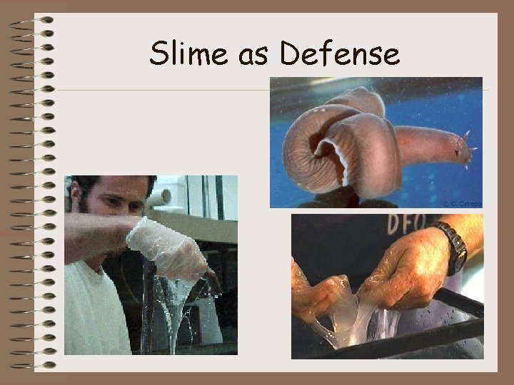 Slime as Defense 