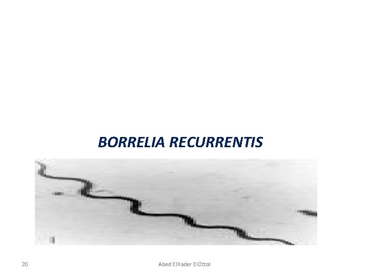 BORRELIA RECURRENTIS 20 Abed El. Kader El. Ottol 