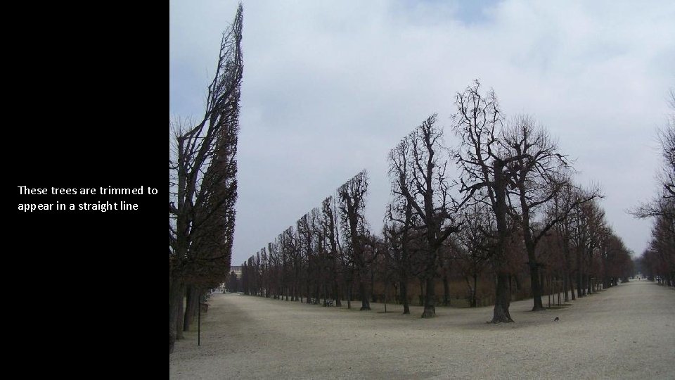 These trees are trimmed to appear in a straight line 