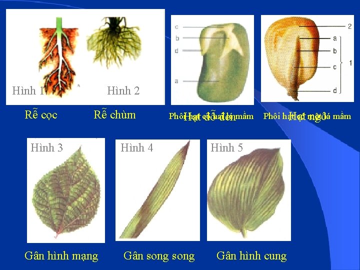 Hình 1 Rễ cọc Hình 2 Rễ chùm Hình 3 Gân hình mạng Phôi.