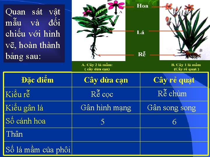 Quan sát vật mẫu và đối chiếu với hình vẽ, hoàn thành bảng sau: