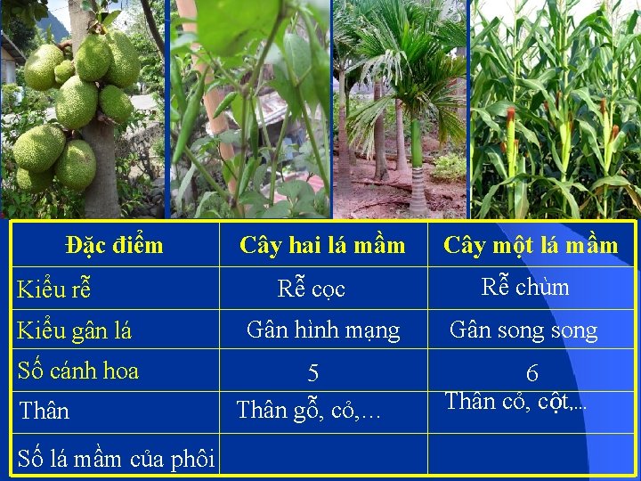 Đặc điểm Kiểu rễ Kiểu gân lá Số cánh hoa Thân Số lá mầm