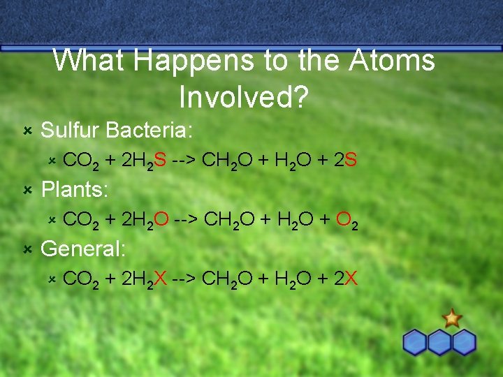 What Happens to the Atoms Involved? û Sulfur Bacteria: û û Plants: û û