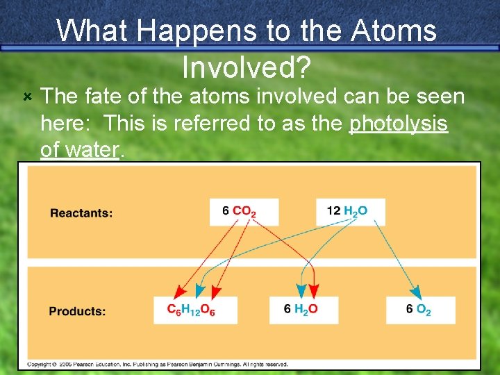 What Happens to the Atoms Involved? û The fate of the atoms involved can