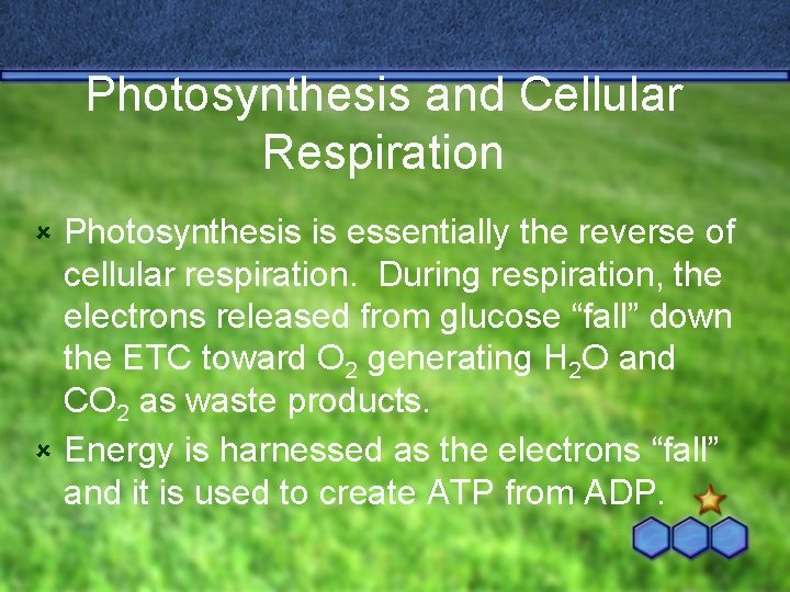 Photosynthesis and Cellular Respiration Photosynthesis is essentially the reverse of cellular respiration. During respiration,