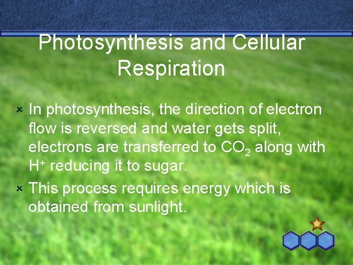 Photosynthesis and Cellular Respiration In photosynthesis, the direction of electron flow is reversed and