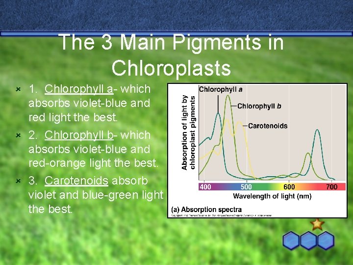 The 3 Main Pigments in Chloroplasts 1. Chlorophyll a- which absorbs violet-blue and red
