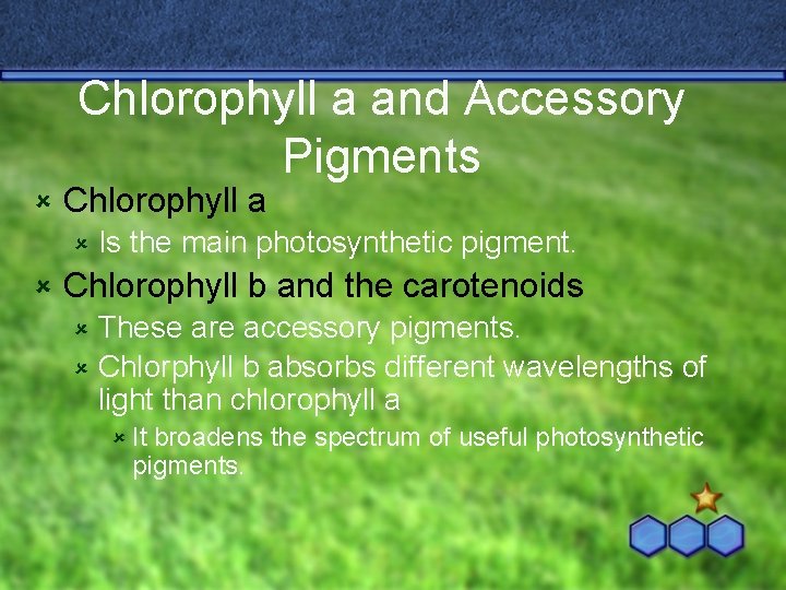 Chlorophyll a and Accessory Pigments û Chlorophyll a û û Is the main photosynthetic