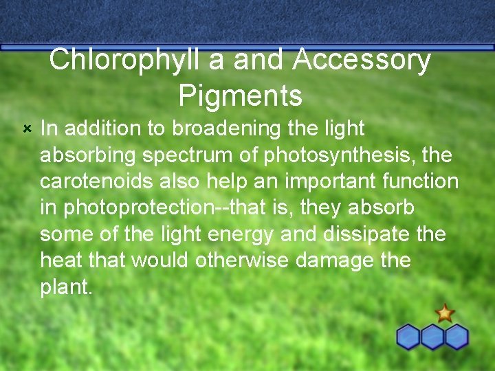 Chlorophyll a and Accessory Pigments û In addition to broadening the light absorbing spectrum