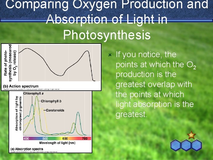 Comparing Oxygen Production and Absorption of Light in Photosynthesis û If you notice, the