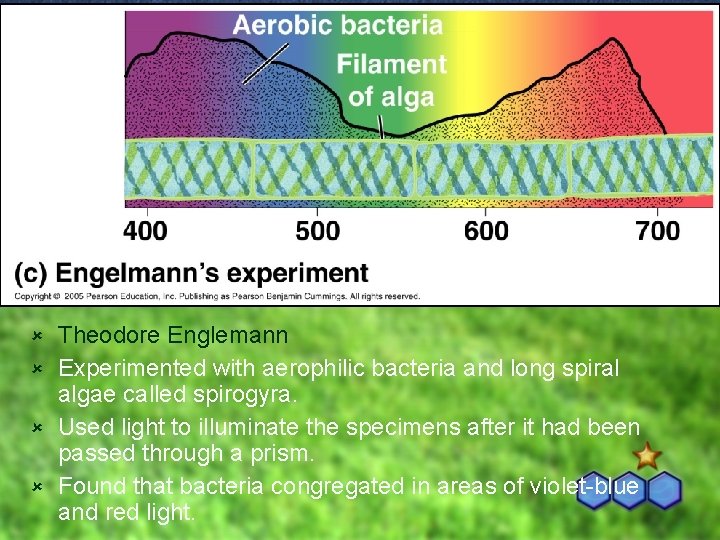 Theodore Englemann û Experimented with aerophilic bacteria and long spiral algae called spirogyra. û