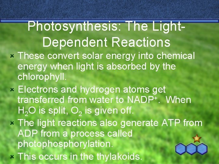 Photosynthesis: The Light. Dependent Reactions These convert solar energy into chemical energy when light