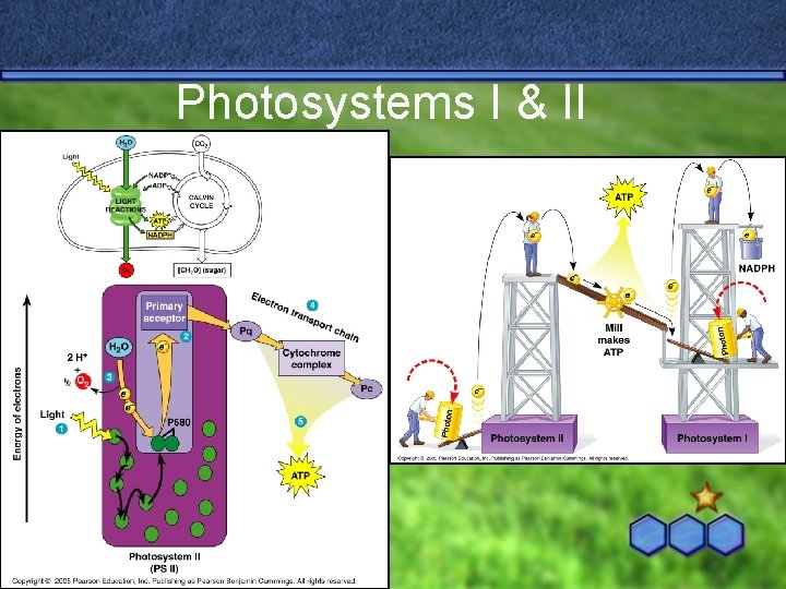 Photosystems I & II 